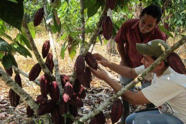 Ébola reduce ventas de cacao en África