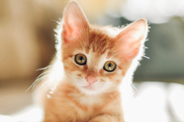 Identifican al 'asesino de gatos', acusado de matar a más de 400 en Londres