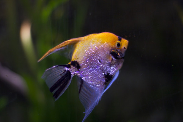 Cómo cuidar a tu mascota