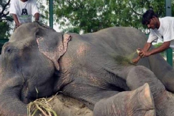 Liberan a Raju, el elefante que pasó 50 años encadenado