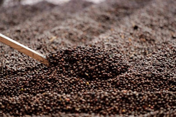 Honduras exporta 468,6 millones dólares en café, 10,7% más que la cosecha pasada  