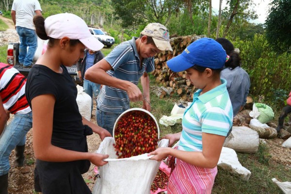Calidad del café hondureño está en el pódium de los mejores del mundo