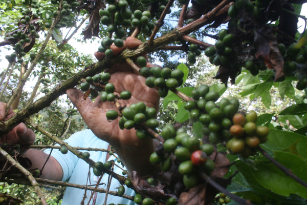 La roya ya está controlada, asegura organismo agrícola