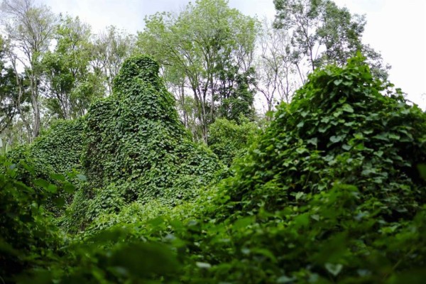 FAO: el mundo ha perdido 178 millones de hectáreas de bosque en tres décadas