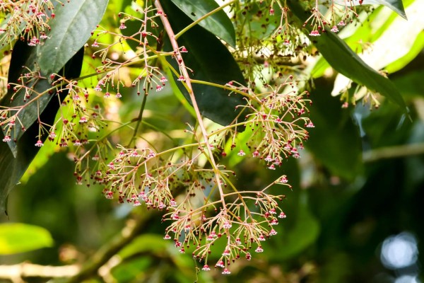 Exuberante vida silvestre y belleza natural