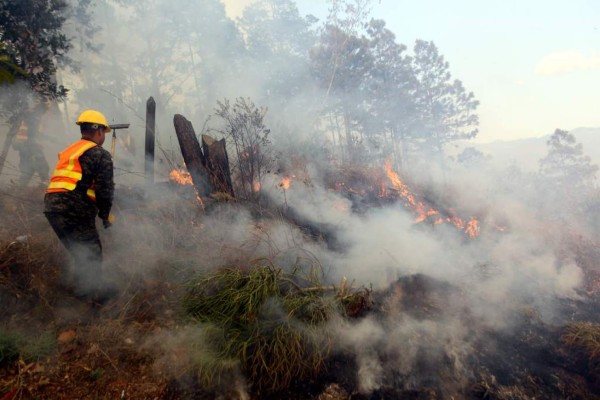 Imagen fuerte: Incendios forestales también están dañando a los animales