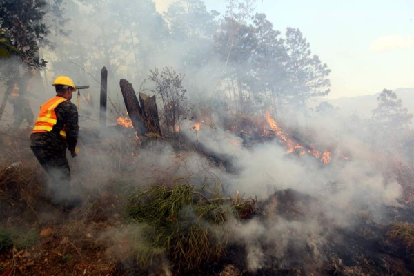 Imagen fuerte: Incendios forestales también están dañando a los animales