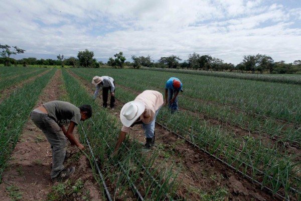Construirán sistema de riego en El Paraíso