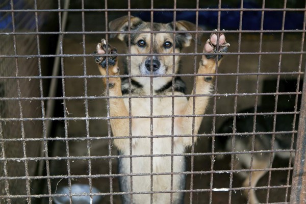 San Pedro Sula tendrá primer centro de rescate animal