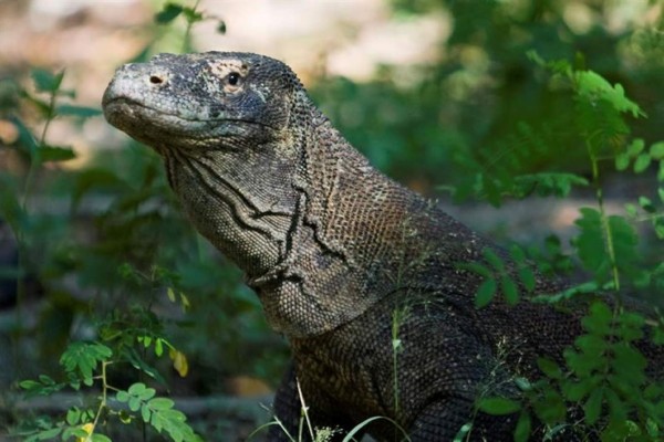 Un dragón de Komodo ataca a un turista en Indonesia