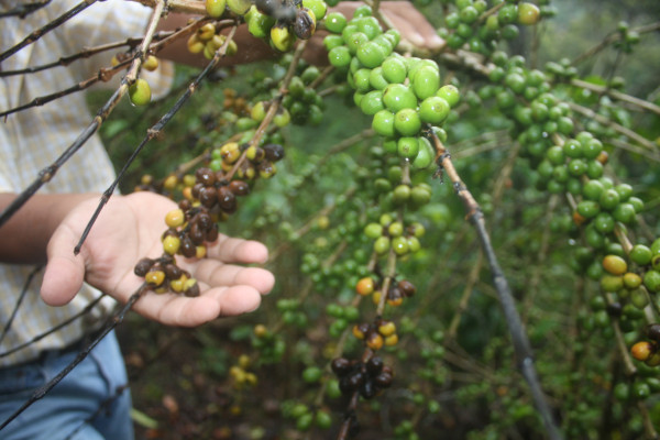 Taiwán dona $80 millones para el combate de la roya