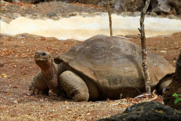 Vídeo: Al rescate de las tortugas gigantes