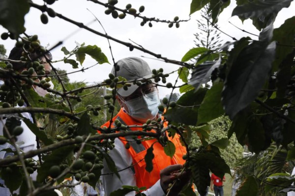 Presidente Hernández lanza el programa Cosecha Segura de Café para apoyar a productores