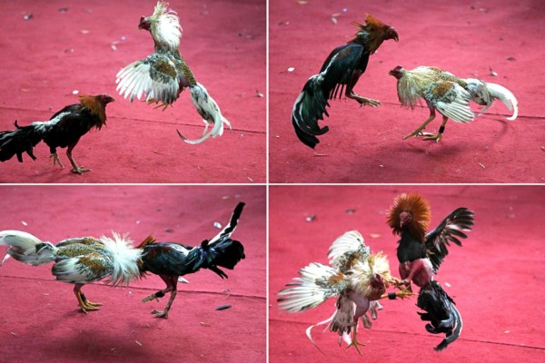 Peleas de gallos, un duelo a vida o muerte por el orgullo  