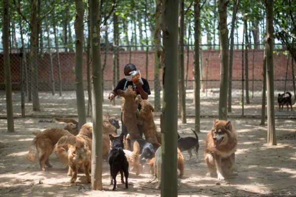 China realiza su feria anual de carne de perro pese a pandemia por coronavirus