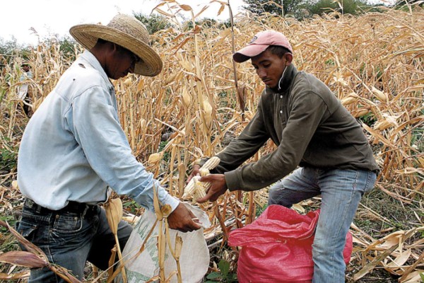 Banadesa inicia temporada agrícola con créditos a productores