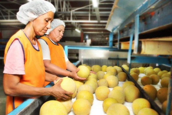 Esperan que los envíos de melón aumenten en un 7%