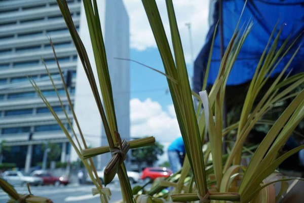 Así se preparan vendedores de palmas para el Domingo de Ramos