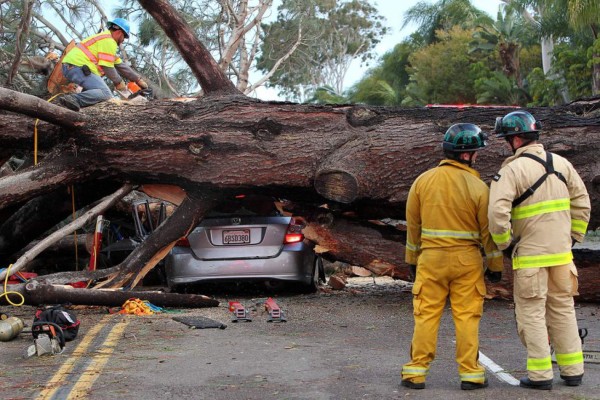 Bailarina muere aplastada por un árbol en San Diego