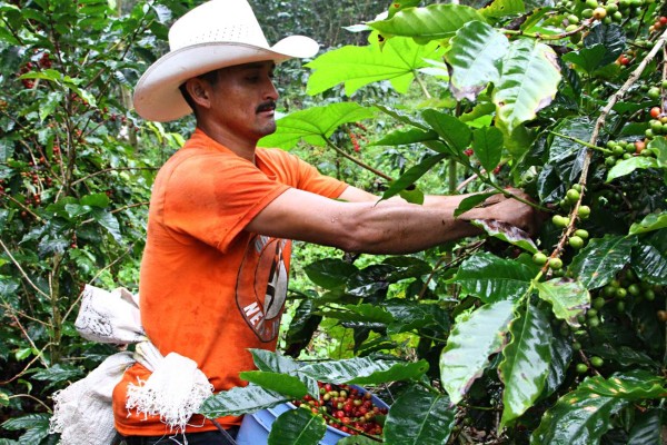 Ihcafé presenta plan de apoyo para sostenibilidad del sector cafetalero