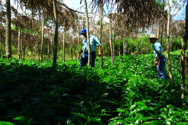 Precio del café ha caído $10 en los últimos 15 días