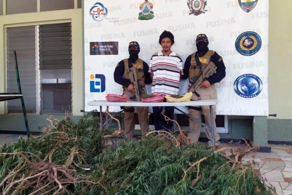 Hondureño utilizaba hijas para sembrar marihuana en Cofradía
