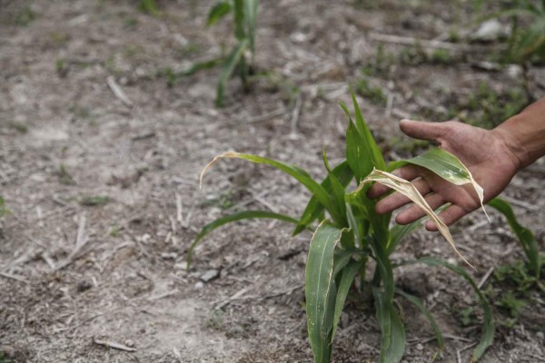 El PMA pide fondos para ayudar a campesinos del Corredor Seco