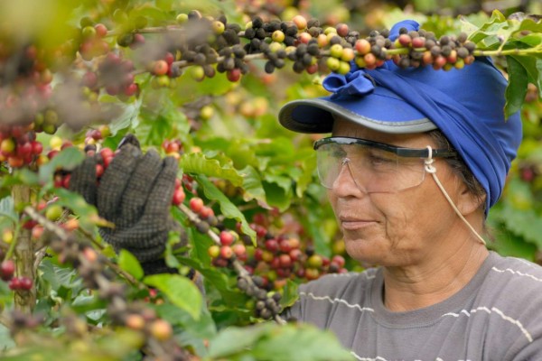 Mediante plataforma global crean espacios para fortalecer caficultura