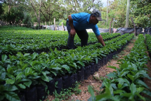 Con créditos de prestamistas subsisten algunos cafetaleros
