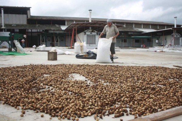 Exportación de café cayó en $164 millones