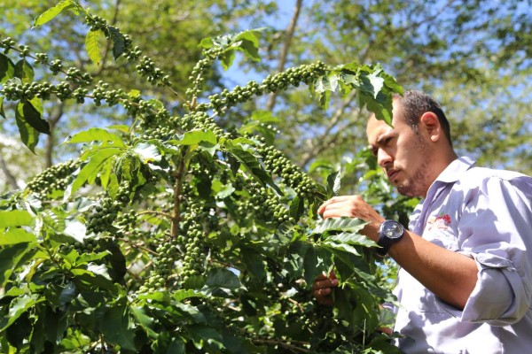 Cafetaleros proyectan cosecha récord de 8 millones de quintales