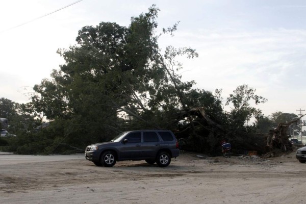 Viejo árbol de guanacaste cae en El Zapotal