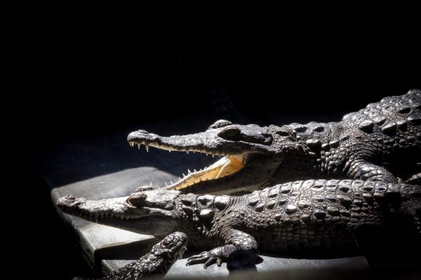 'Los leones y los cocodrilos se están muriendo de hambre”