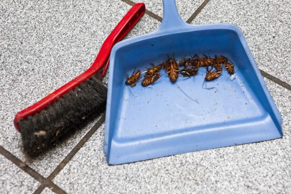 Lo último en trampas para cucarachas e insectos  