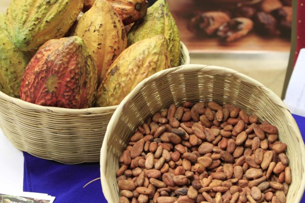 Genética de cacao beneficia 10 mil familias de Centroamérica