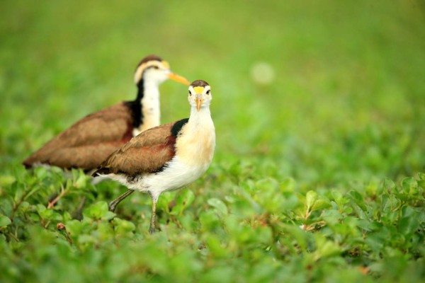 Hermosas especies de aves en Honduras