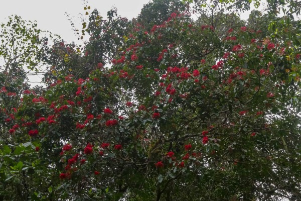 Parque Nacional Cusuco, poseedor de inimaginable belleza natural