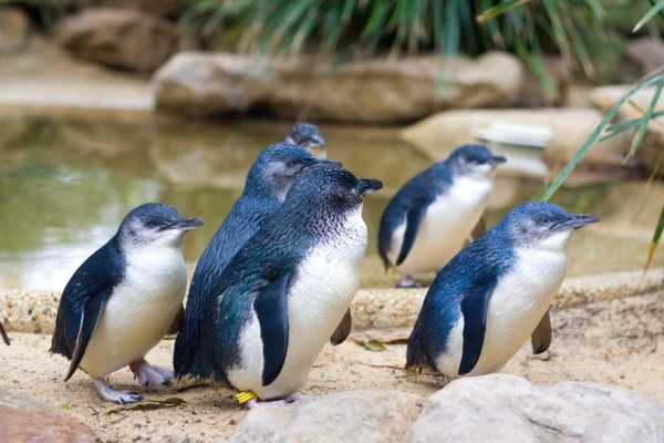 Pingüino azul, el más pequeño del mundo