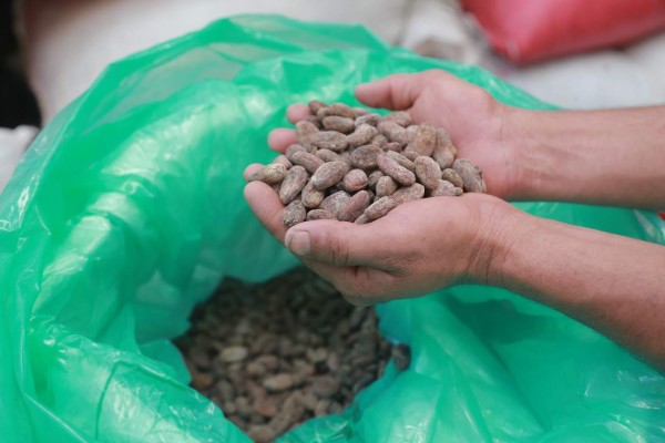 Crearán 15,000 empleos en sector del cacao