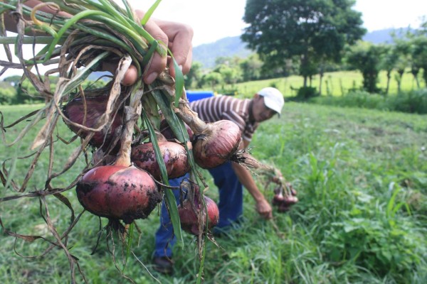 Gobierno respetará convenio de importación de cebolla: SAG