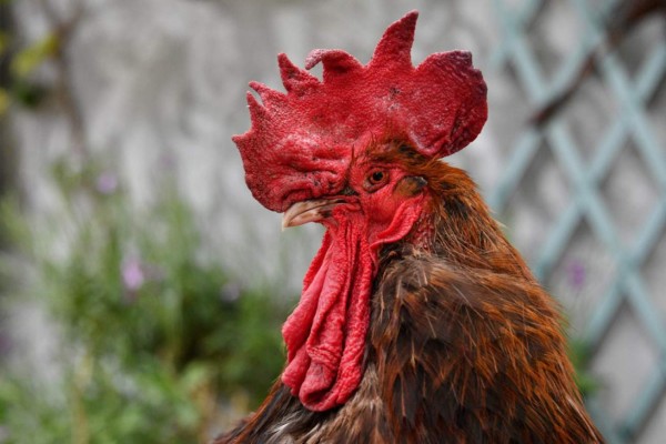 El veredicto sobre el gallo que canta demasiado temprano ya tiene fecha