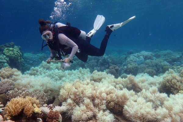 Por segundo año consecutivo, los arrecifes fueron afectados por el blanqueamiento.