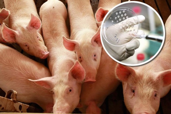 Membrana de cerdo podría reparar lesiones musculares