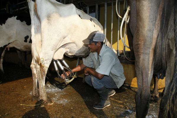 La palma, rambután y cacao desplazan la producción de leche