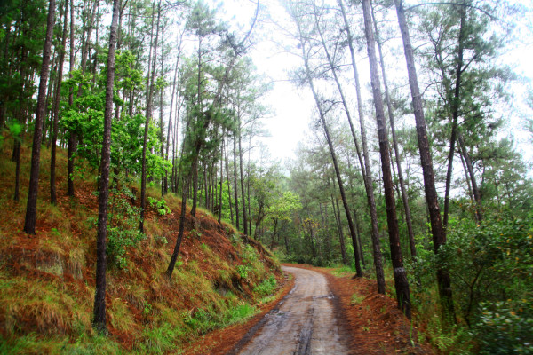 Explore el Cusuco, la joya natural que encuentra en El Merendón