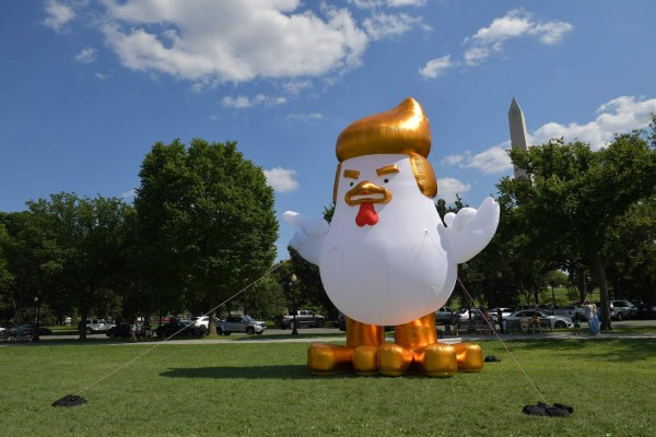 Gallina parecida a Donald Trump soprende frente a la Casa Blanca  