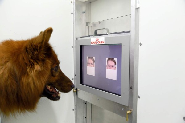 Los perros reconocen las expresiones humanas