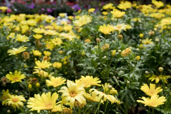 Las margaritas: ideales para el sol y mucha agua. Alegran los jardines.