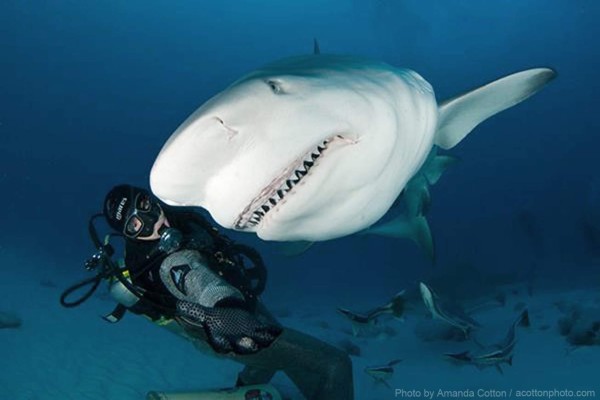 En busca del tiburón toro en el Caribe mexicano