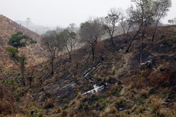 El Merendón ha perdido por deforestación 1,452 hectáreas del área protegida